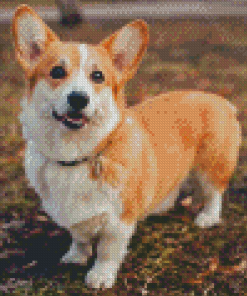 Welsh Corgi Dog Diamond Painting