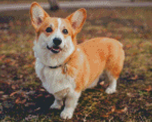 Welsh Corgi Dog Diamond Painting