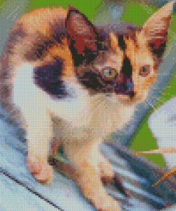 Ginger And Black And White Kitten Diamond Painting