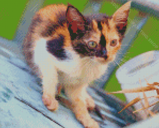 Ginger And Black And White Kitten Diamond Painting