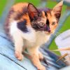 Ginger And Black And White Kitten Diamond Painting