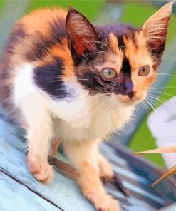 Ginger And Black And White Kitten Diamond Painting