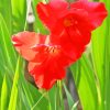 Red Gladiolus Diamond Painting