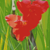 Red Gladiolus Diamond Painting