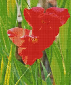 Red Gladiolus Diamond Painting