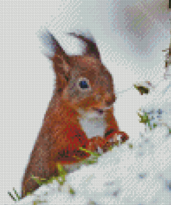 Squirrel Animal In Snow Diamond Painting