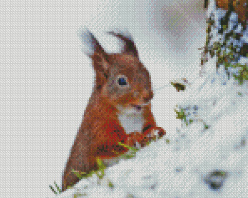 Squirrel Animal In Snow Diamond Painting