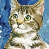 Tabby Kitten Diamond Painting