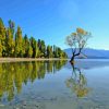 Wanaka Lake Trees Reflection Diamond Painting