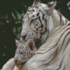 White Mama Tiger And Baby Diamond Painting