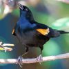 Yellow Winged Blackbird On Stick Diamond Painting