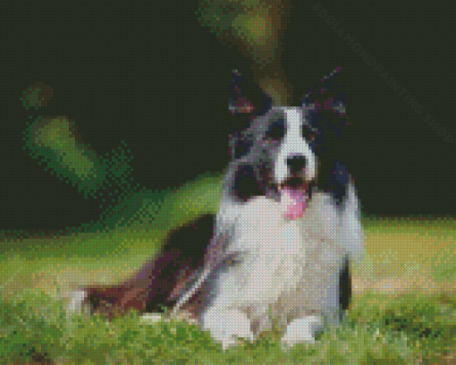 Aesthetic Smooth Collie Diamond Painting