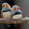 Aesthetic Zebra Finch Diamond Painting