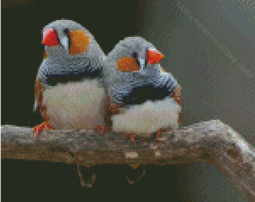 Aesthetic Zebra Finch Diamond Painting