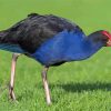 Australasian Swamphen Diamond Painting