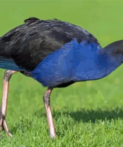 Australasian Swamphen Diamond Painting