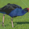 Australasian Swamphen Diamond Painting