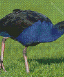 Australasian Swamphen Diamond Painting