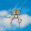 Black And Yellow Garden Spider Diamond Painting