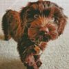 Brown Cockapoo Diamond Painting