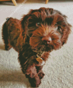 Brown Cockapoo Diamond Painting