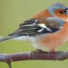 Chaffinch On Tree Diamond Painting