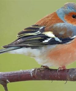 Chaffinch On Tree Diamond Painting