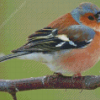 Chaffinch On Tree Diamond Painting