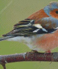 Chaffinch On Tree Diamond Painting