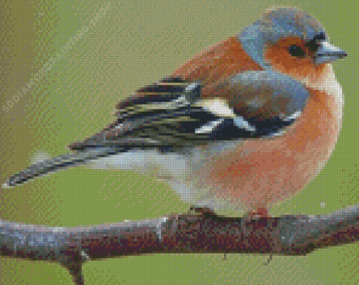 Chaffinch On Tree Diamond Painting