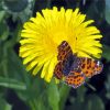 Dandelion And A Butterfly Diamond Painting