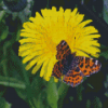 Dandelion And A Butterfly Diamond Painting