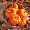 Fall Pumpkins Cornucopia Diamond Painting