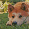 Hachiko Dog Diamond Painting