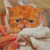 Little Cat After Shower Diamond Painting