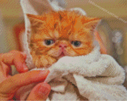 Little Cat After Shower Diamond Painting