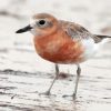 New Zealand Dotterel Bird Diamond Painting