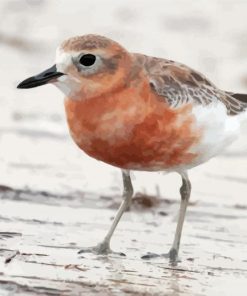 New Zealand Dotterel Bird Diamond Painting