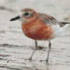 New Zealand Dotterel Bird Diamond Painting