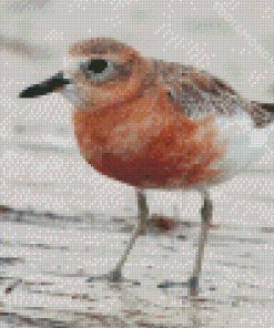 New Zealand Dotterel Bird Diamond Painting