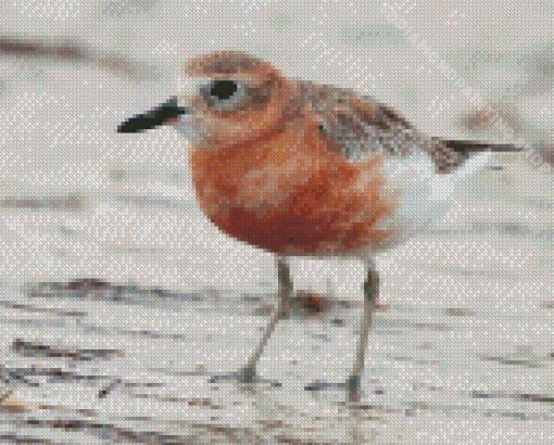 New Zealand Dotterel Bird Diamond Painting