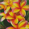 Orange Plumerias Diamond Painting