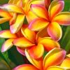 Orange Plumerias Diamond Painting