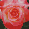 Princess Diana Roses Diamond Painting