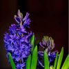 Purple Plant Hyacinth Diamond Painting