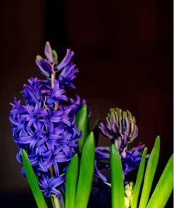 Purple Plant Hyacinth Diamond Painting