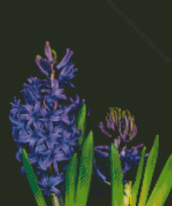 Purple Plant Hyacinth Diamond Painting