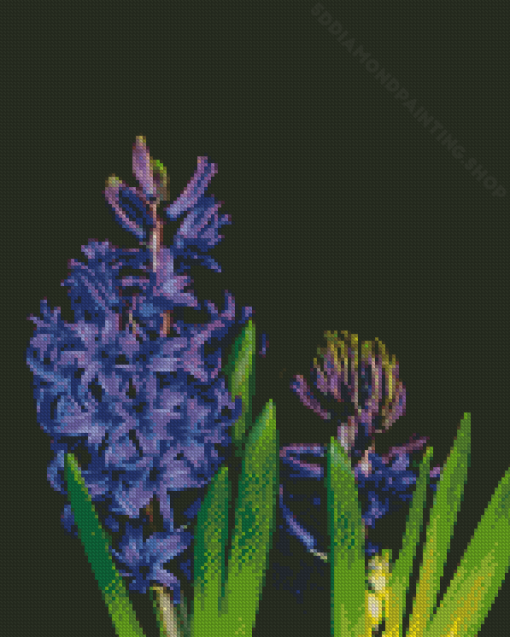 Purple Plant Hyacinth Diamond Painting