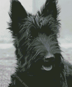 Scottish Terrier Black Dog Diamond Painting