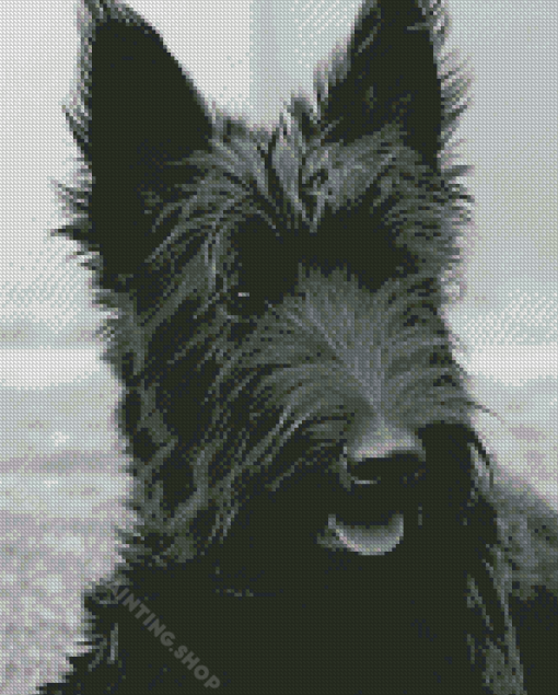 Scottish Terrier Black Dog Diamond Painting